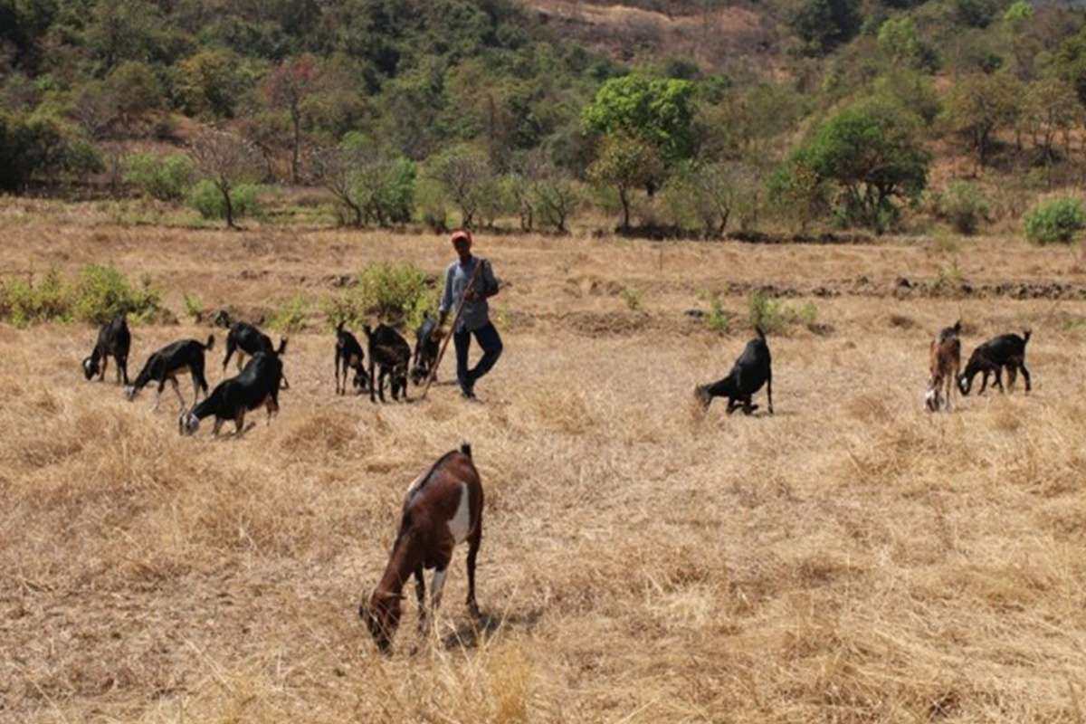 Empowering Livelihood Through Goat Farming